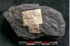 Foto (Detailansicht) von Camptopteris haastii Ettingshausen (NHMW-GEO-2024-0188-10297a)